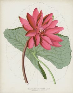 Den karminrøde vandnymfe, Nymphaea Rubra af English School